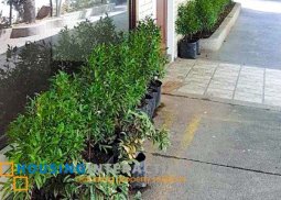 modern 2-storey, 4-bedroom house with pool for sale in magallanes village