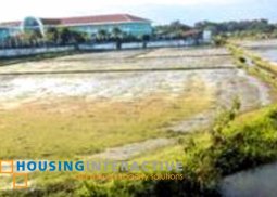 farm lot for sale in solano, nueva viscaya