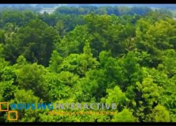 lot with fruit bearing trees / farm for sale