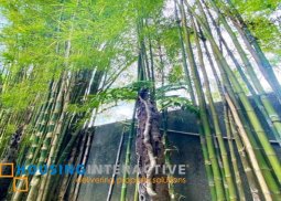 vacant lot for sale in palm corner pasay road dasmarinas village, makati