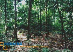 lot for sale in valencia, negros oriental