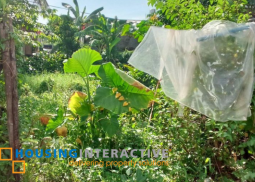 lot for sale in kabankalan, negros occidental