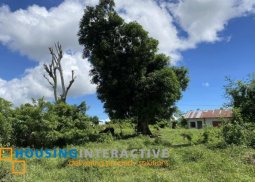 farm lot for sale in ubay, bohol
