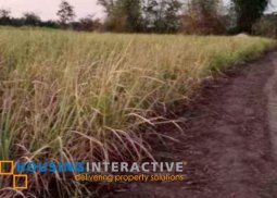 sugarcane lot for sale in bacolod city, negros occidental