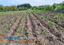 farm lot forsale in bacolod city, negros occidental
