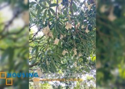 famr lot for sale in antipolo city