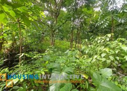 farm lot, good for farm house,rest house, investment in sampaloc tanay rizal