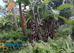 lot for sale in negros oriental