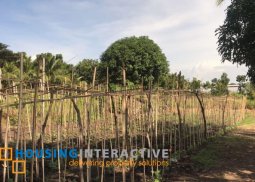 farm lot for sale in  dauin, negros oriental